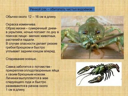 Рак история жизни