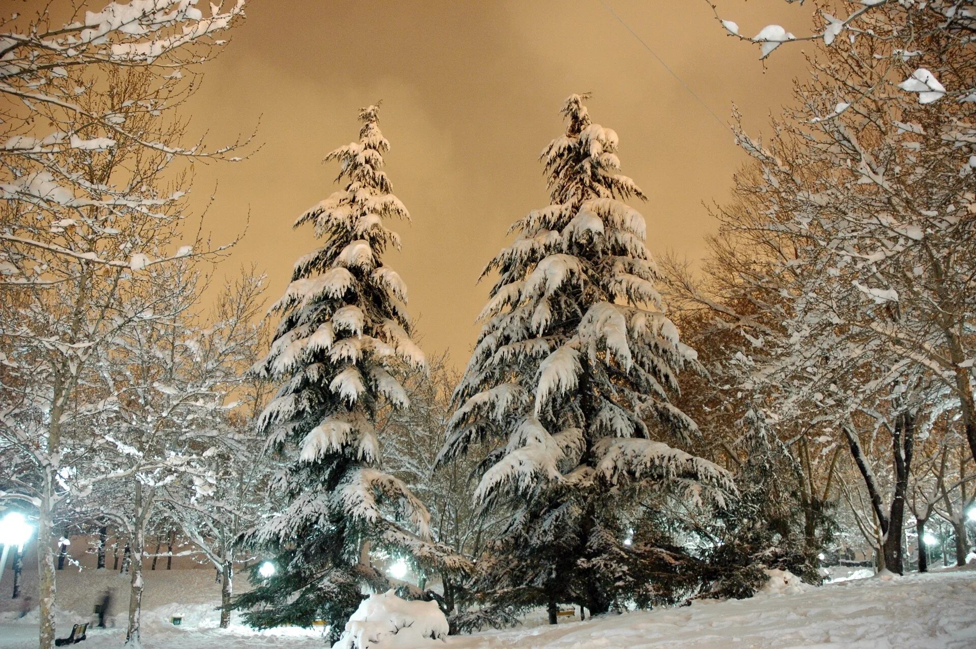 Ель в снегу. Елка в снегу. Зимняя елка. Заснеженная елка.