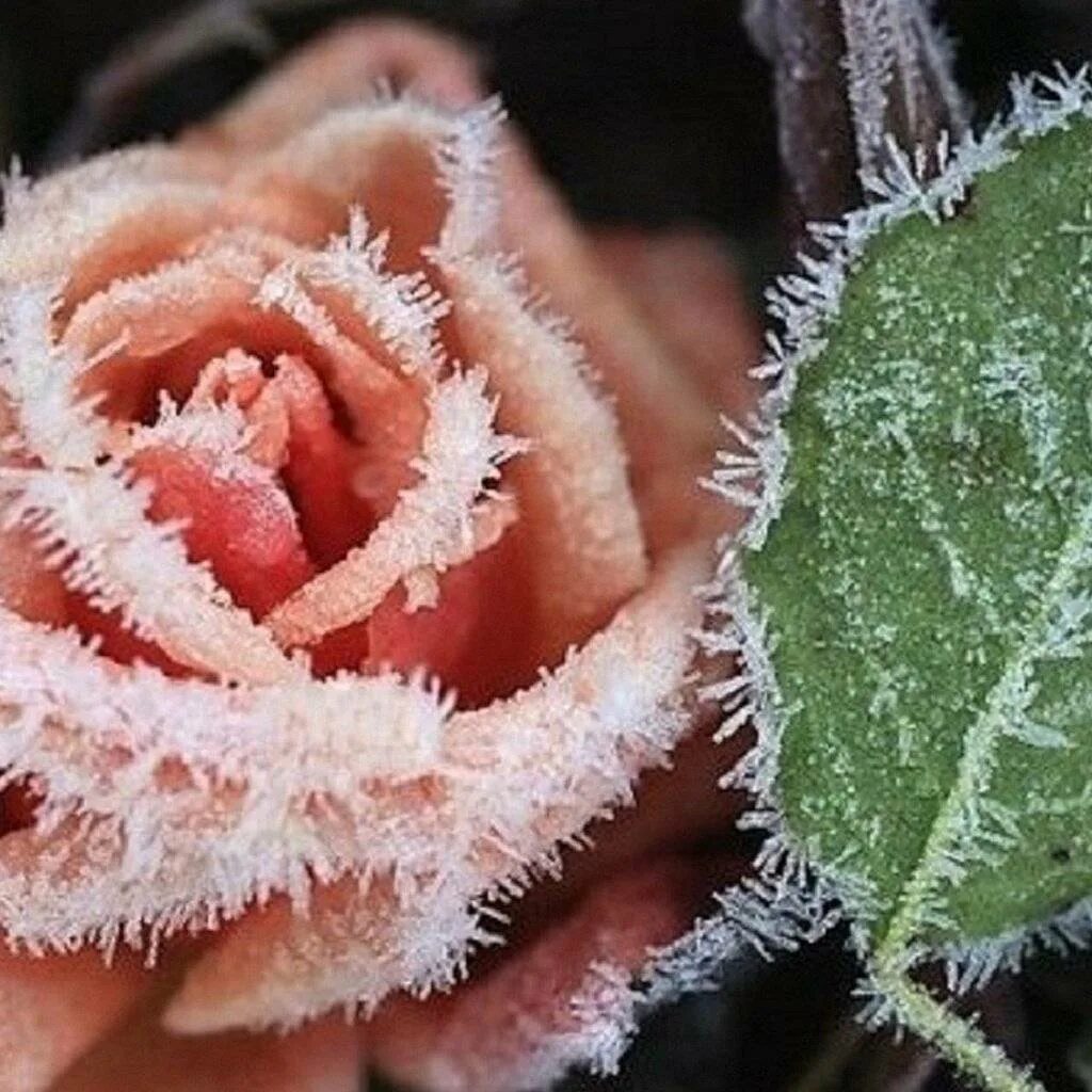 Ледяные розы красивые. Розы на морозе.