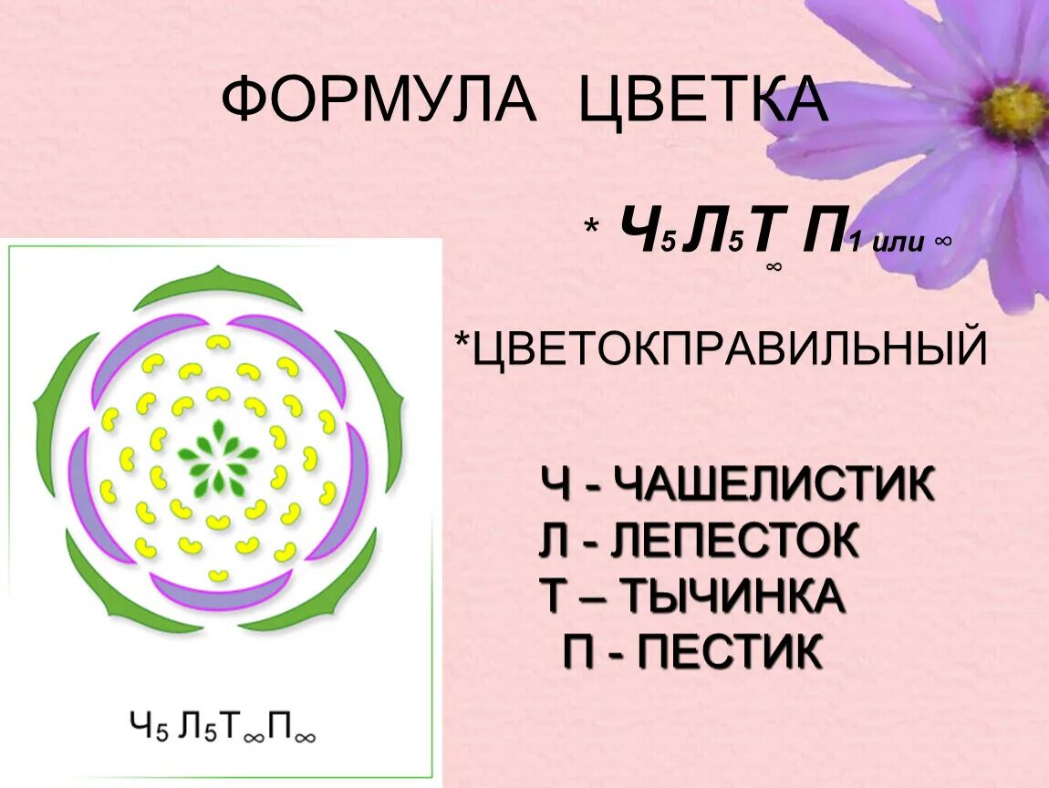 Формула цветка ч5л5т5п1 соответствует. Семейство Розоцветные формула цветка. Ч 5 Л 5 т5п1 формула цветка. Семейство Розоцветные формулы цветков.