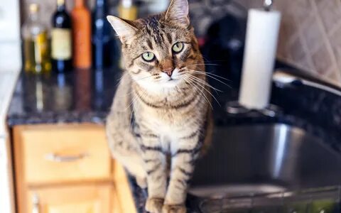 Is the cat in the kitchen