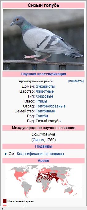 Признаки отряда голубеобразные. Систематика голубя. Признаки отряда голубеобразные. Систематика сизого голубя. Систематика животных.