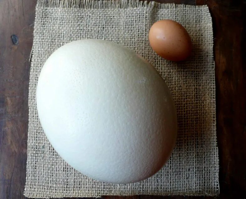 Размер яйца со. Перепелиные и страусиные яйца. Яйцо страуса. Страусиное яйцо размер. Яйцо страуса и курицы.