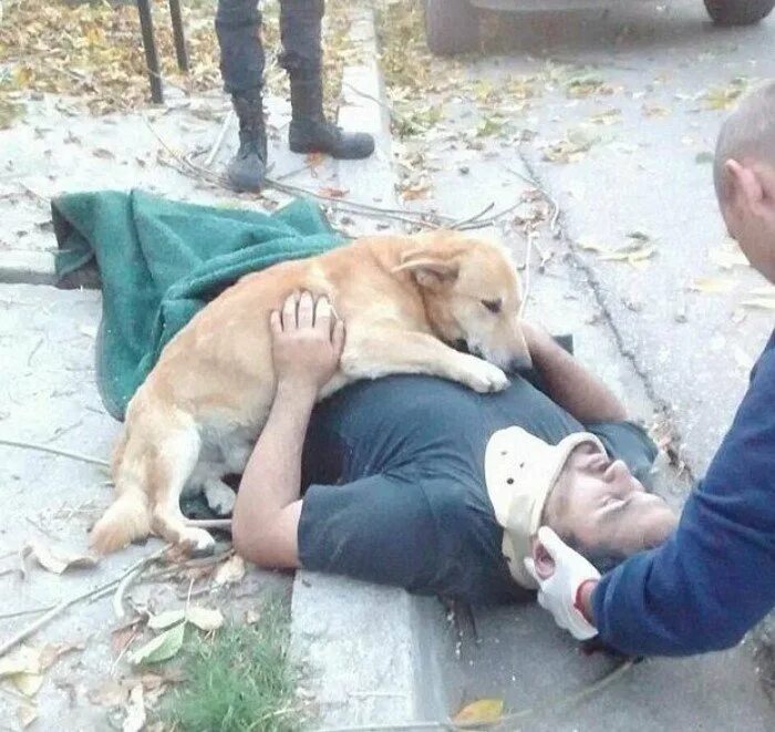 Собаки преданные хозяину. Преданность собаки. Собаки преданные хозяину. Преданный пес. Собака на руках.