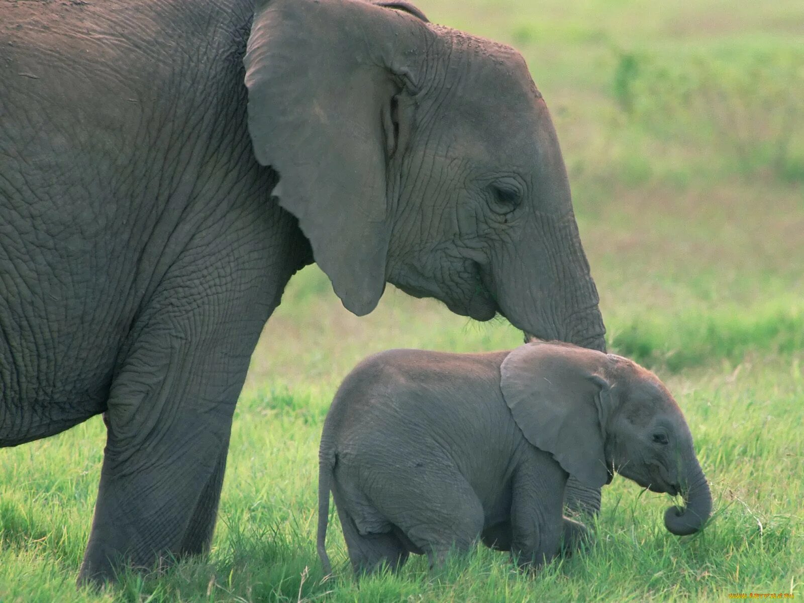 Слон и Слоненок. Слониха со слоненком. Животные для малышей. Слониха и Слоненок для детей. Детские видео животных