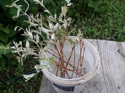 Укоренение ивы черенками