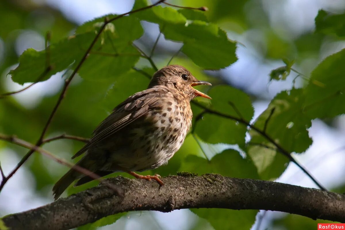 дрозды татарстана. дрозды израиля. дрозд певчий денытыш. лесной дрозд фото птицы. дрозд на траве.