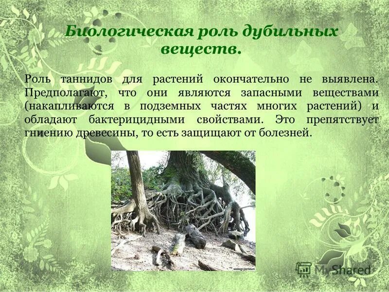 Дубильное вещество растений 5. Дубильные вещества действие на организм. Дубильное вещество растений 5. Дубильное вещество растений 5. Дубильные вещества в лекарственных растениях.