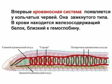 Кольчатые черви количество кругов кровообращения