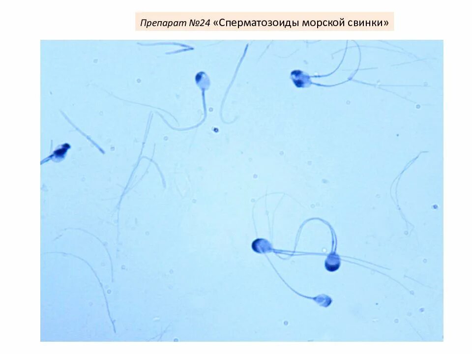 Спермограмма таблетка