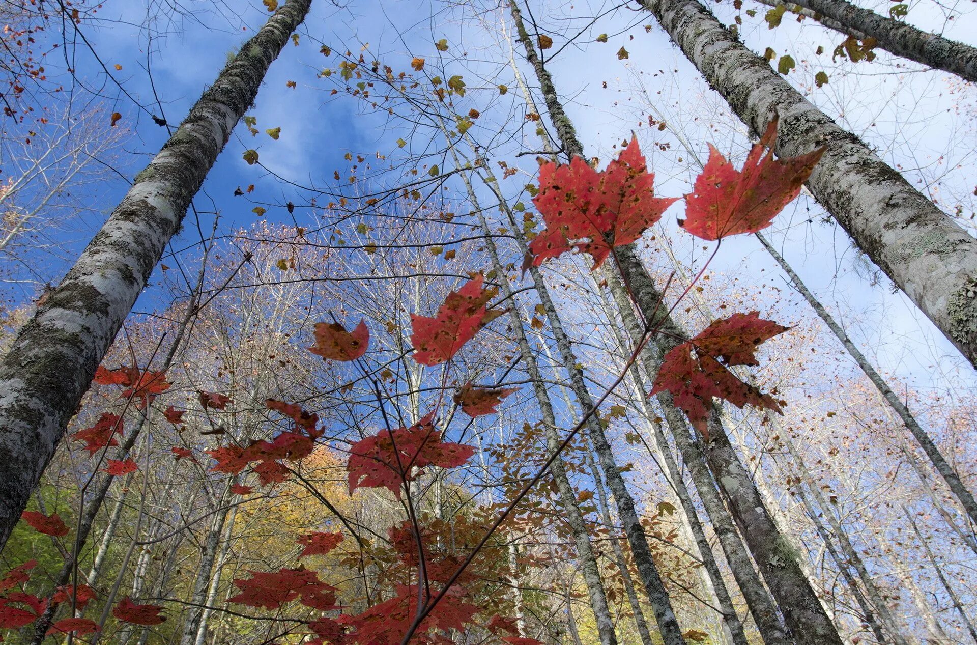 Дерево не дало листьев. Поздняя осень. Дерево с облетающей листвой. Поздняя осень листья. Поздняя осень в лесу.