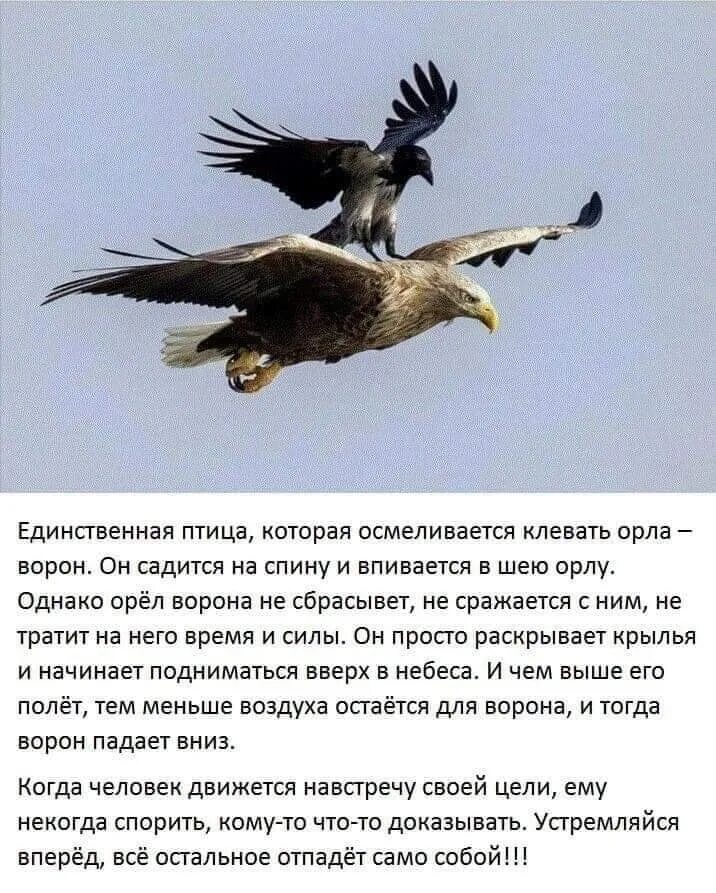 На какую высоту поднимается орел. Орел и ворона. орёл иворона.. орлы и вороны. цитаты про орла.