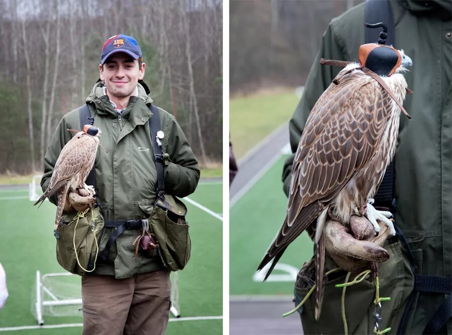 Охота с помощью птиц. Ястреб-тетеревятник охотится. Амамийский вальдшнеп. Охота с помощью птиц. Ястреб тетеревятник европейский.
