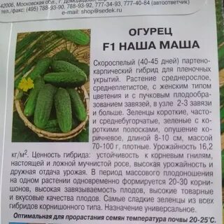 Огурцы сорта маша отзывы