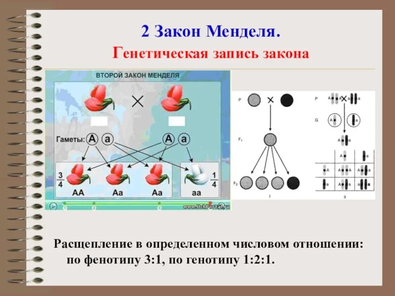 Моногибридное скрещивание закон расщепления. 2 Менделя. 2 Закон Менделя закон расщепления. 2 Закон Менделя генетика. Моногибридное скрещивание f2.