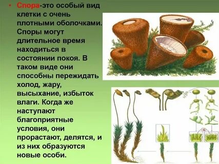Что такое тяжба
