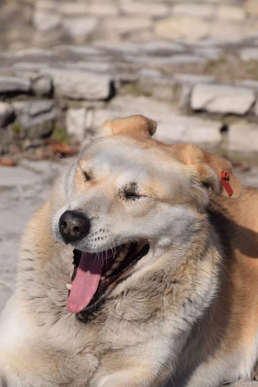 Sunny dog. Пёс в лучах. Sunny dog. Милые щенки. Собаки lie.