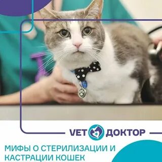 Сколько ветеринар кошку