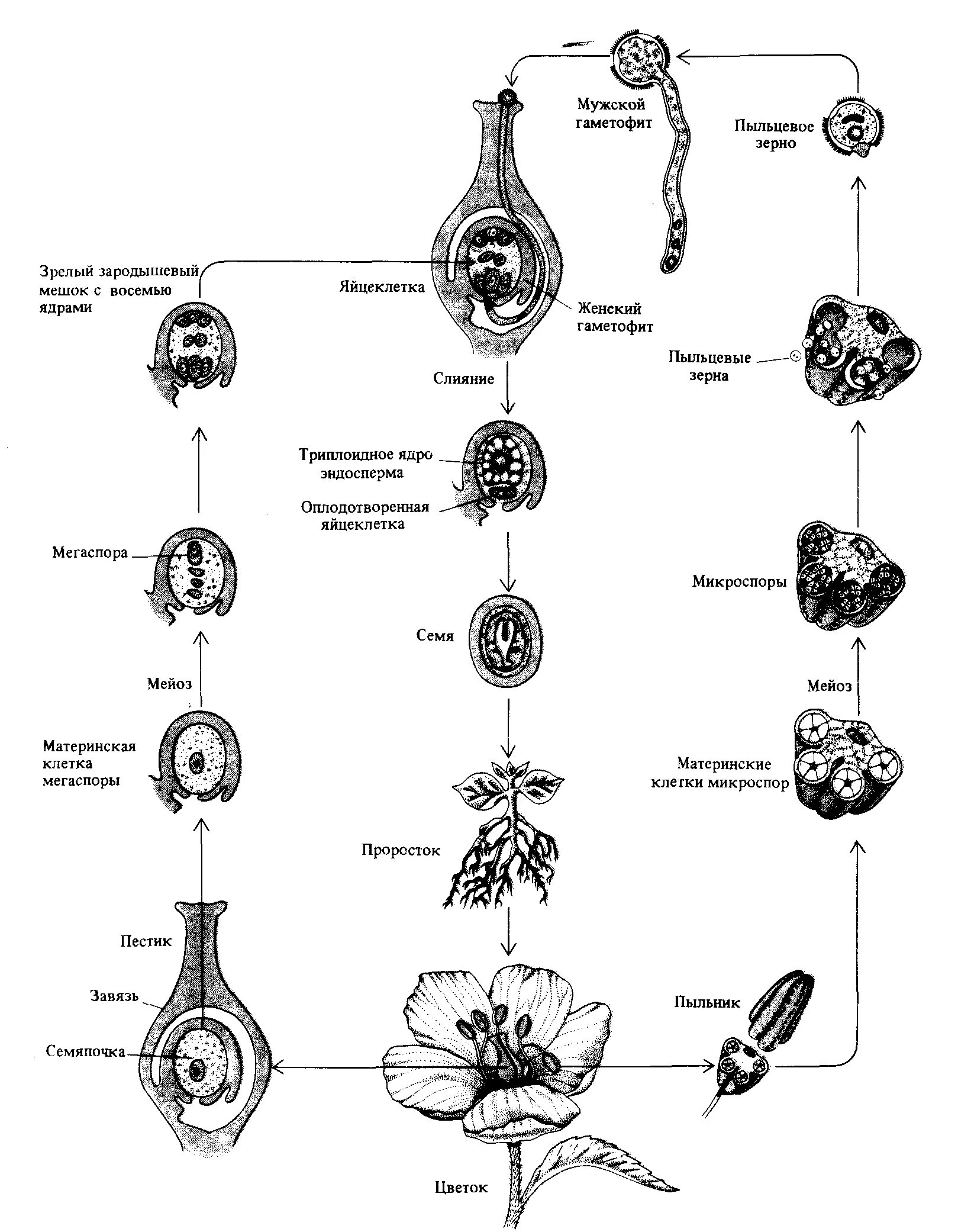 Жизненный цикл покрытосеменных растений схема. Жизненный цикл цветковых растений гаметофит. Цикл развития покрытосеменных растений схема. Цикл размножения покрытосеменных ЕГЭ. Образование пыльцы в пыльцевом мешке