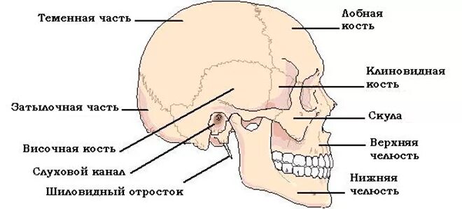 Строение костей черепа человека. Скелет головы с названием костей. Строение теменной кости черепа. Перелом лицевой кости черепа.