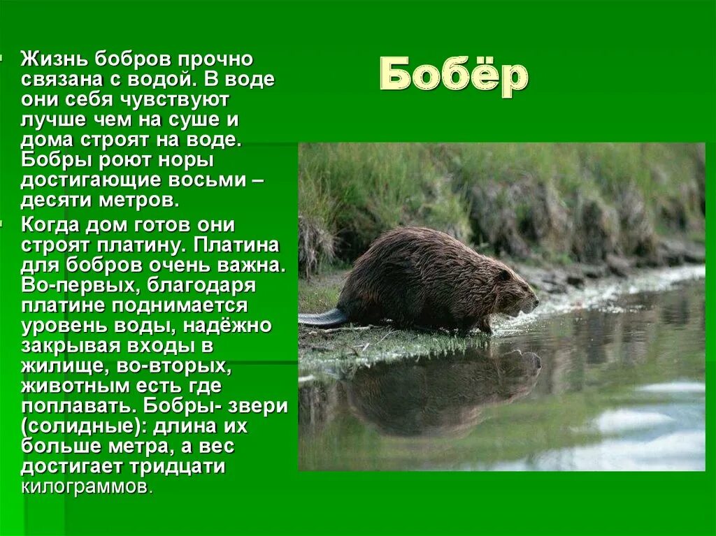 Сообщение на тему бобр. Сообщение о бобре. сообщение о бобрах. доклад о бобре. сообщение про бобра.