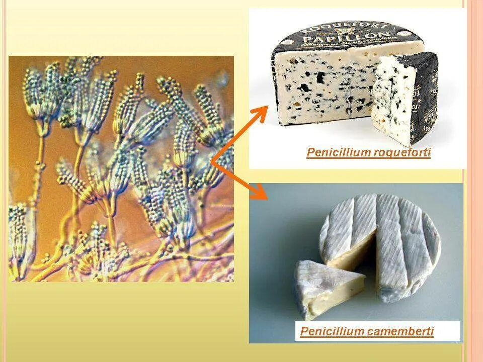 Гриб пеницилл плесень. Плесневые грибы пеницилл. Гриб пеницилл плесень на хлебе. Пенициллиум Кандидум. Мицелий гриба пеницилла