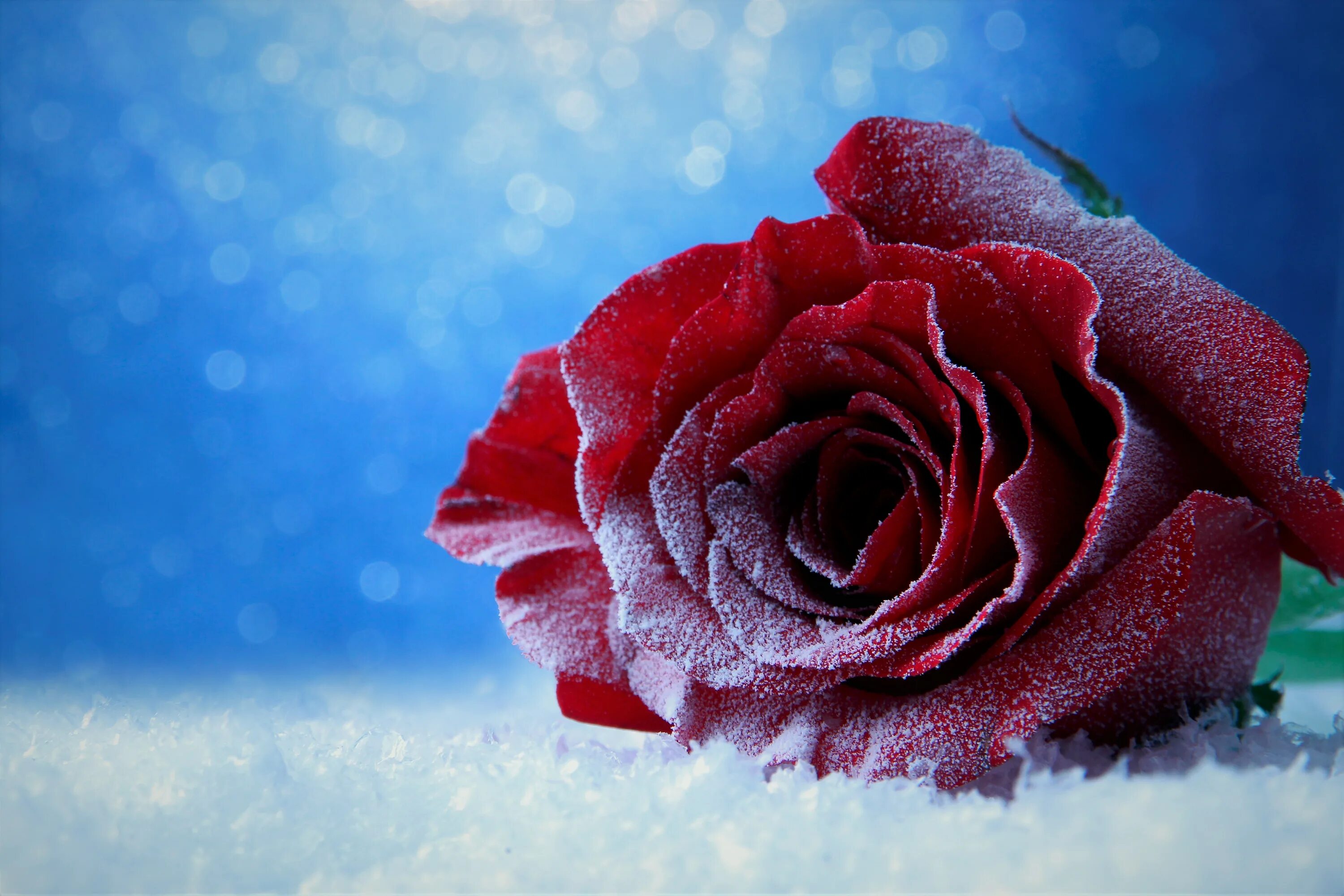 Matsushima snowing rose 80. Духи масаки матсушима женские. Розы на снегу. Snowing rose. Snowing rose от masaki matsushima.