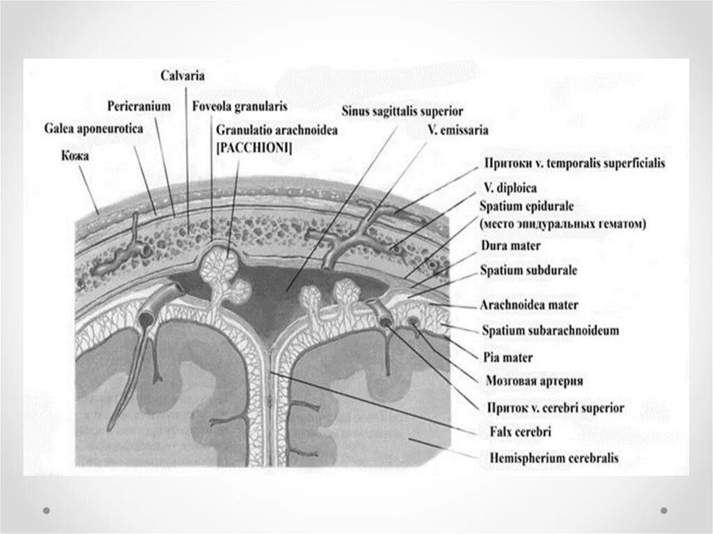 Грыжа мозговых оболочек латынь. Оболочки и МЕЖОБОЛОЧЕЧНЫЕ пространства головного мозга схема. Оболочки головного мозга латынь. 5. Оболочки головного мозга, МЕЖОБОЛОЧЕЧНЫЕ пространства.. Схема строения оболочек головного мозга на латыни.