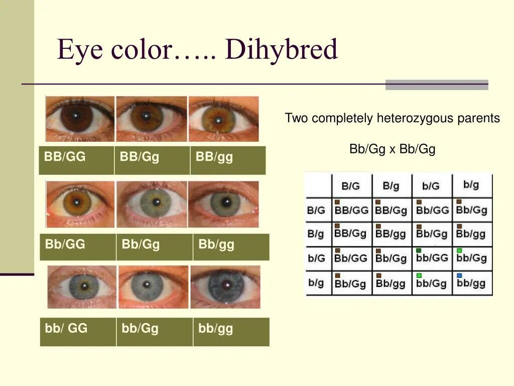 Как узнать какой цвет глаз. Генетическое наследование цвета глаз. Цвет глаз. Цвет глаз таблица. Цвет глаз генетика.