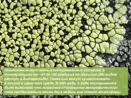 Лишайники первыми поселяются в бесплодных местах