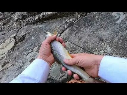 Рыбалка на форель горный алтай