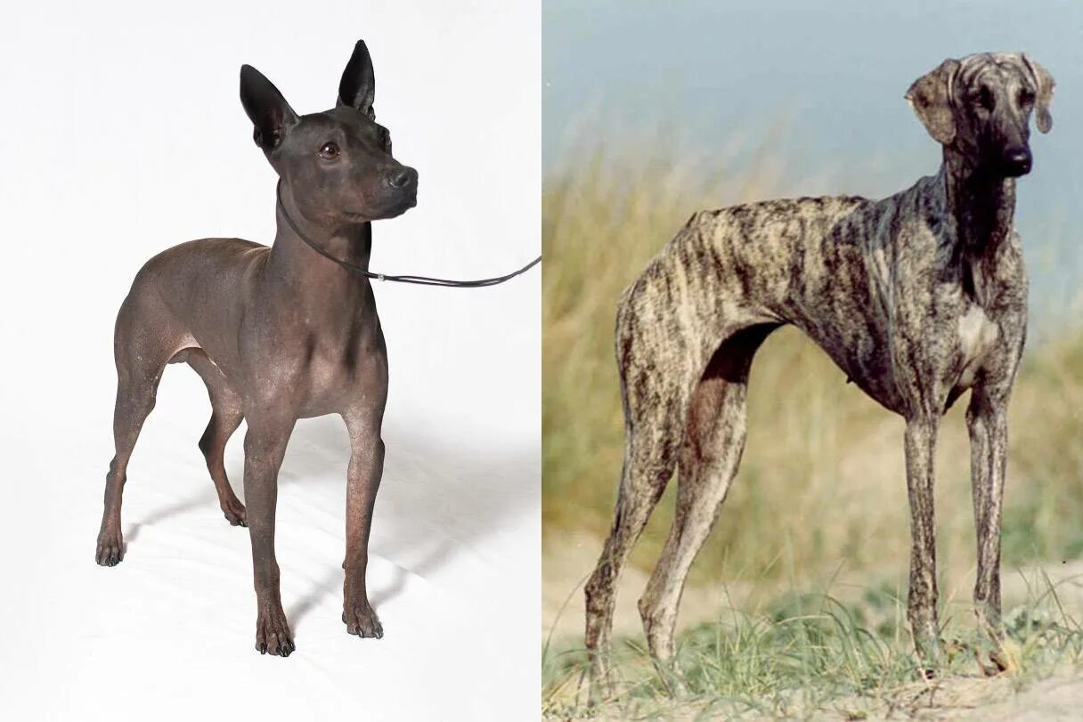 Породы собак мало шерсти. Собаки с короткой шерстью. Высокая собака с короткой шерстью. Большая собака с короткой шерстью. Маленькие собаки с короткой шерстью.