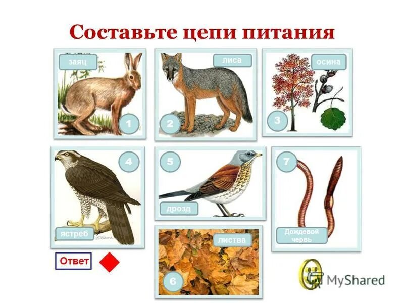 Пищевая цепочка осина заяц волк. Пищевая цепь заяц лиса. Цепь питания мышь. Цепь питания заяц лиса. Цепь питания осина заяц.