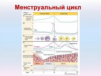 1 день цикла месячных как