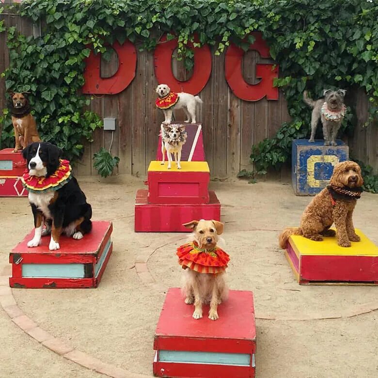 There a funny dog at the circus