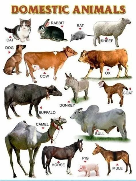 Яз. Domestic animals перевод. Плакат. Domestic animals for kids. Животные для детей презентация.
