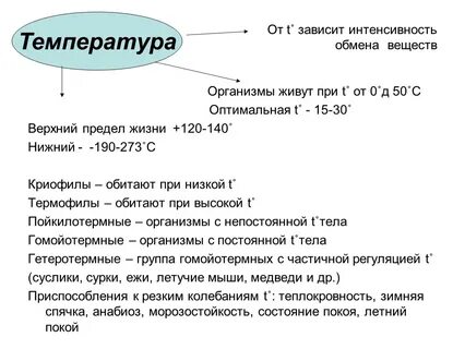 Интенсивность обмена веществ