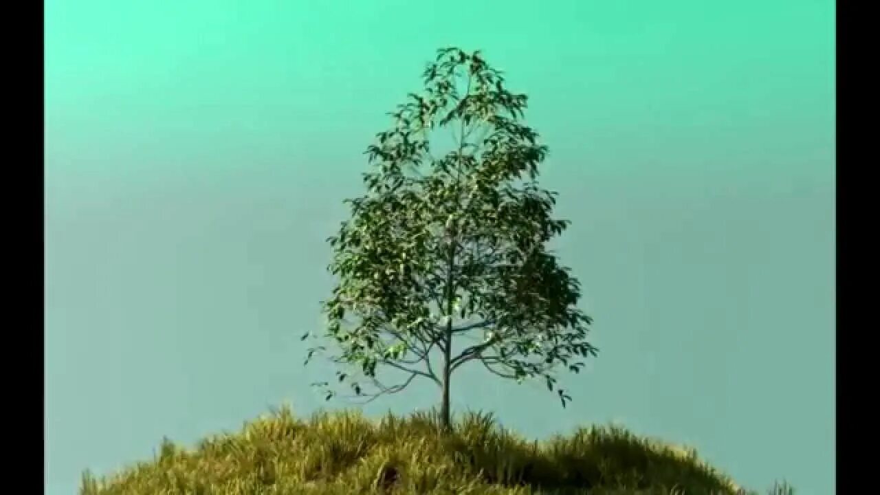 Растущее дерево видео. Деревья растут высоко песня.