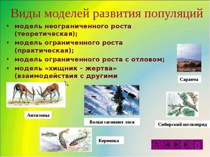 Среда жизни популяции