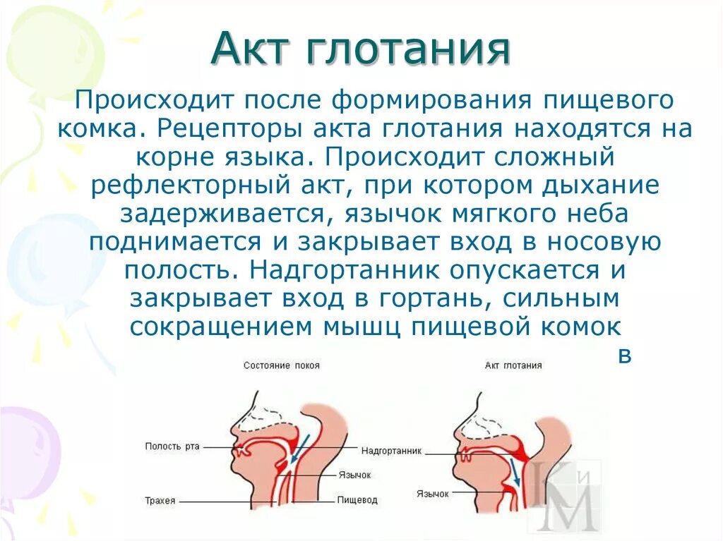 Проглатывание слюны. Акт глотания. Фазы акта глотания физиология. Как происходит акт глотания. Рефлекторный акт глотания.