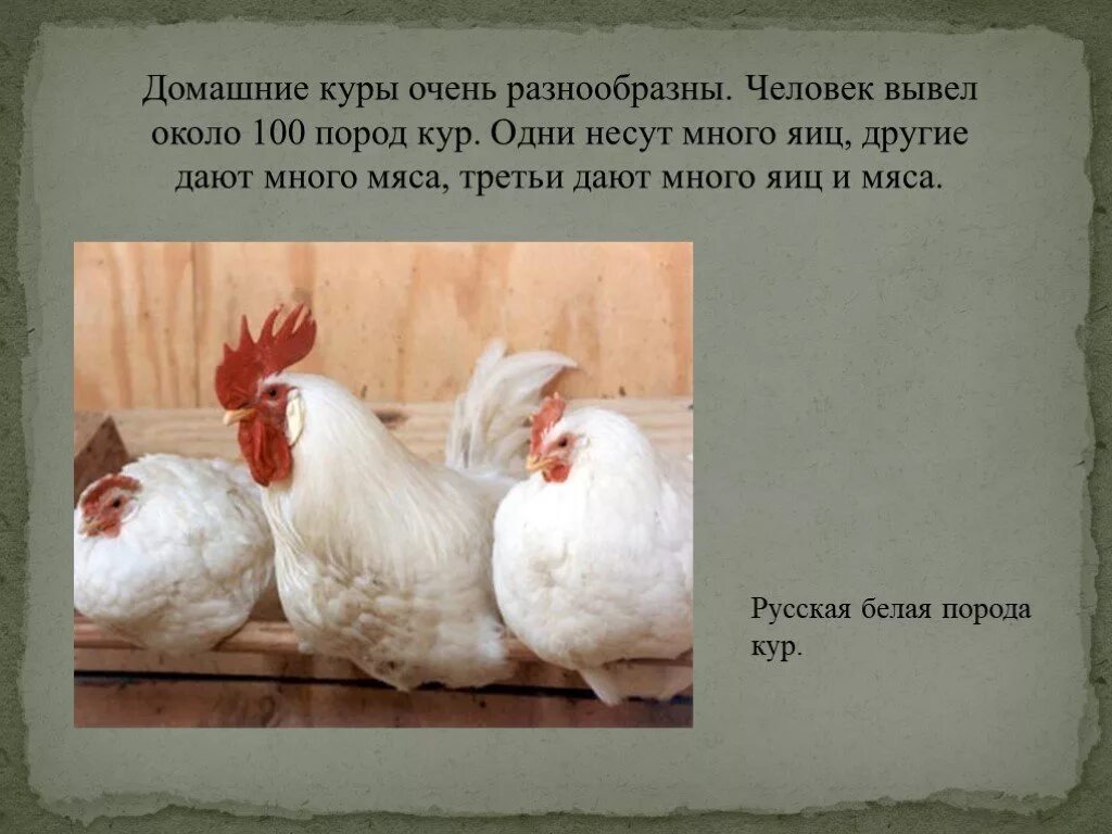 Презентация про курей. Доклад про домашних кур. Курица для презентации. Проект про домашних кур.