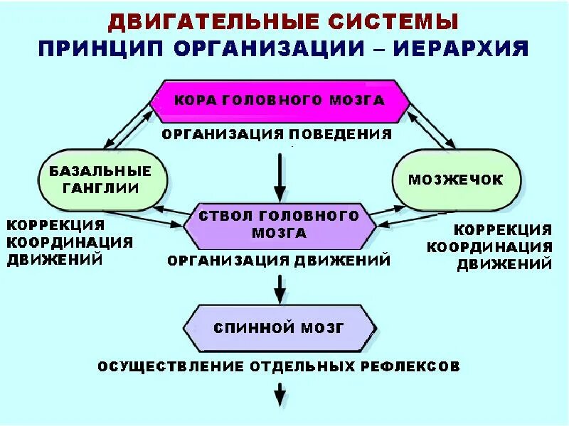В соответствии со структурой двигательной. Иерархия двигательной системы. физиология управления движением. иерархическая организация цнс. принцип субординации в цнс.