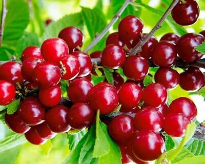 Вишня царевна описание сорта