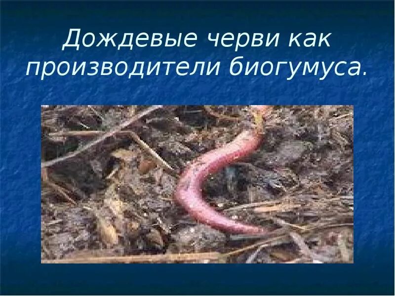 Развитие с метаморфозом дождевой червь. Дождевые черви для биогумуса. Дождевой червь презентация. Дождевые черви и почвообразование.