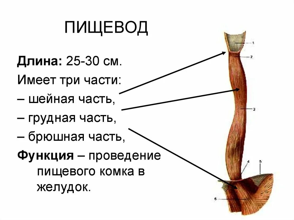 Пищевод находится. Пищевод состоит из 3 частей. Схема строения пищевода. Пищевод строение анатомия. Строение пищевода рисунок.