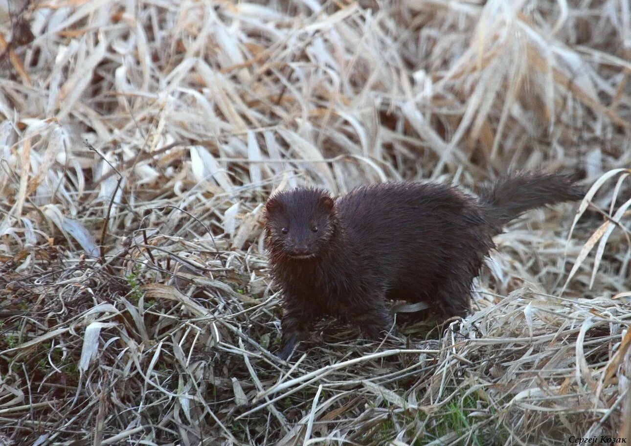 Кавказская европейская норка. Норка презентация. Американская норка (mustela vison). Северная европейская норка. Черная американская норка.