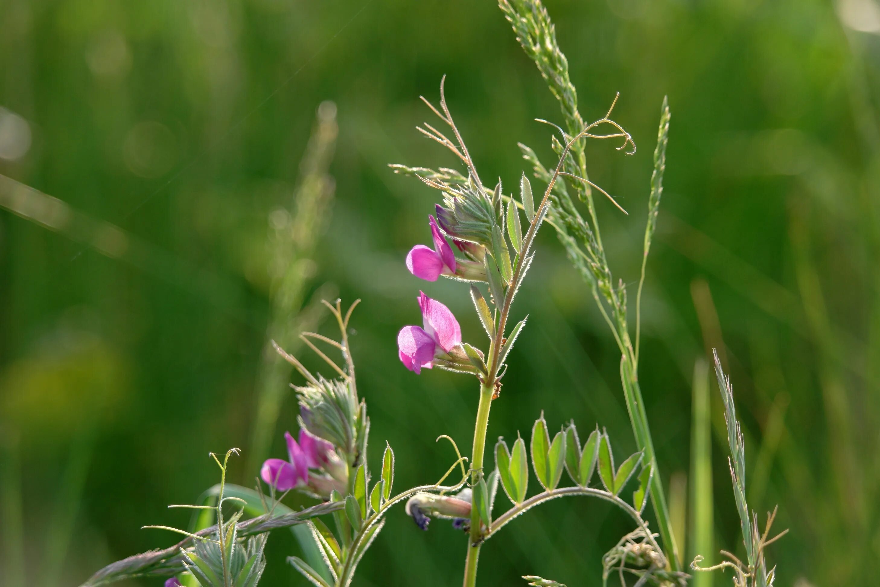 Люцерна мышиный горошек. Вика Яровая (мышиный горошек) Vicia Sativa. Астрагал мышиный горошек. Горошек мышиный.