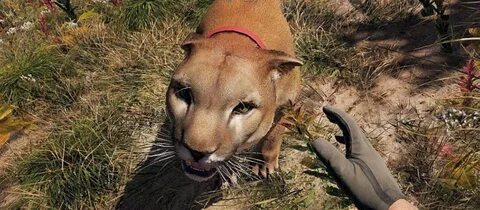 Far cry приманки