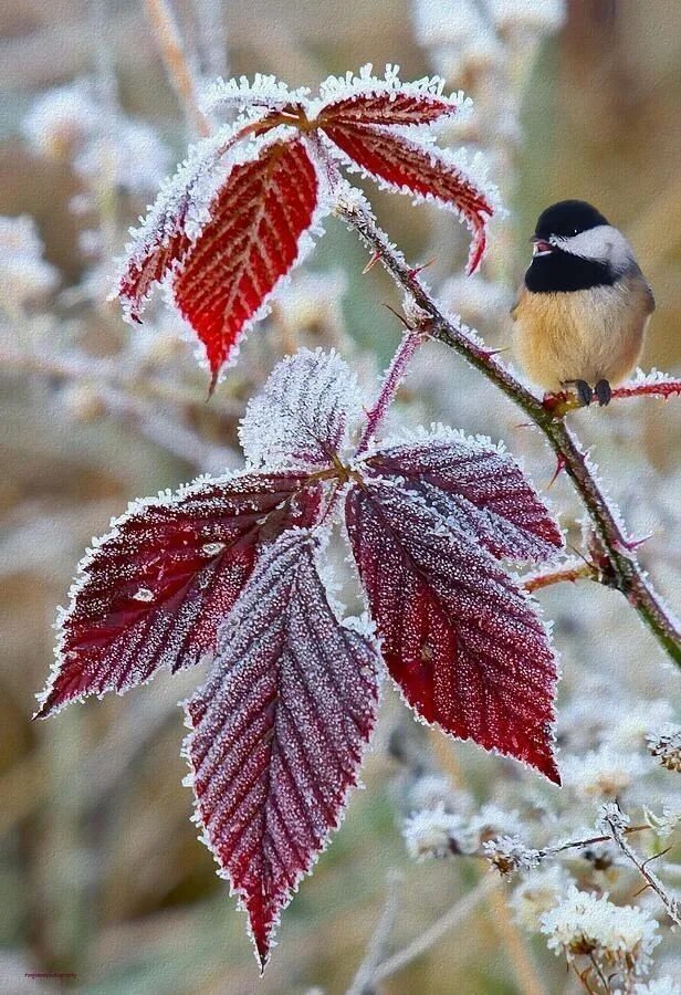 Утро ноября картинки красивые. Ноябрь птицы. Морозное осеннее утро. Доброго снежного дня. Доброе осеннее морозгого утро.