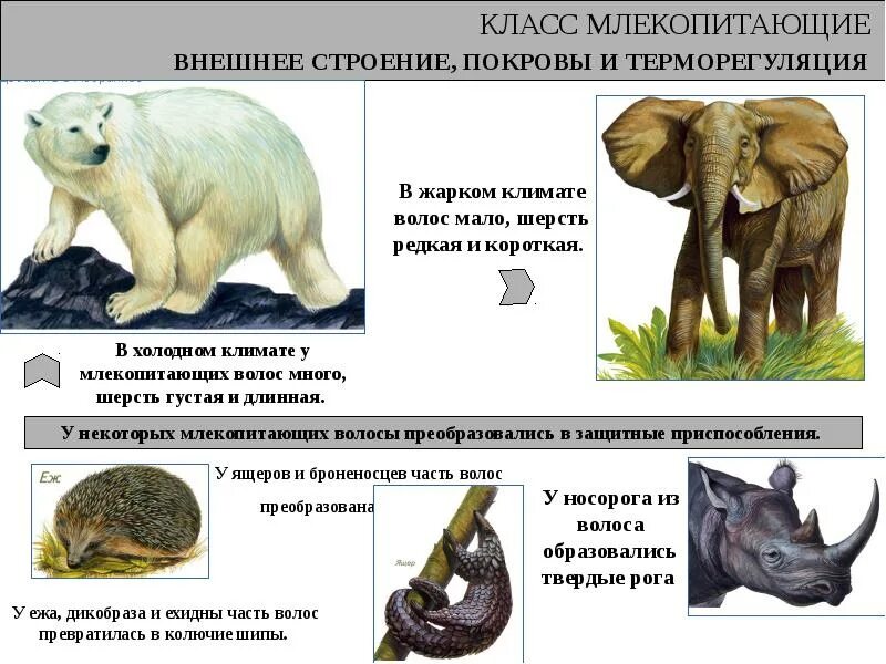 Внешнее строение млекопитающих. Терморегуляция млекопитающих. Строение шерсти млекопитающих. Внешнеестраение млекопитающих. Однороден ли волосяной покров на теле млекопитающего